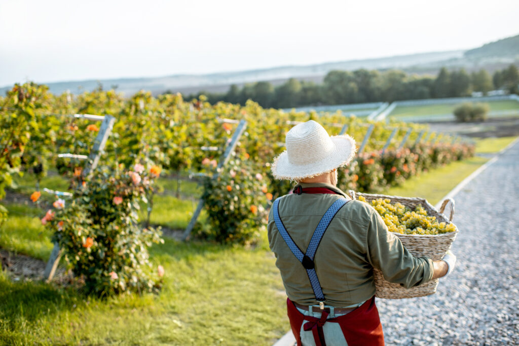 Winegrowing & Agriculture