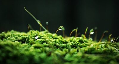 Ministerialentwurf zum Nachhaltigkeitsberichtsgesetz (NaBeG) veröffentlicht